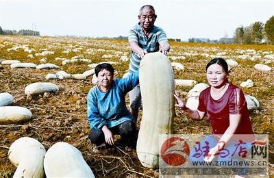 剝皮菇的營養(yǎng)價值與市場零售前景