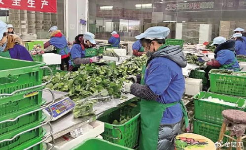 內(nèi)地平價超市遭香港居民搶購，新鮮蔬菜零售何以成焦點？