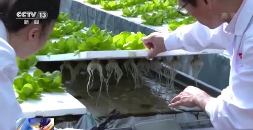 科技賦能“菜籃子” 看蔬菜大棚如何變身“綠色車間”，直達(dá)新鮮零售
